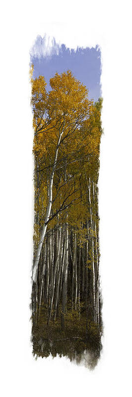 Autumn Art Print featuring the photograph Aspen Vertical Panorama by Judy Deist