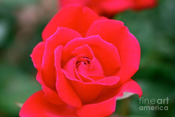 Cathy Dee Janes Art Print featuring the photograph Rose Cascade by Cathy Dee Janes