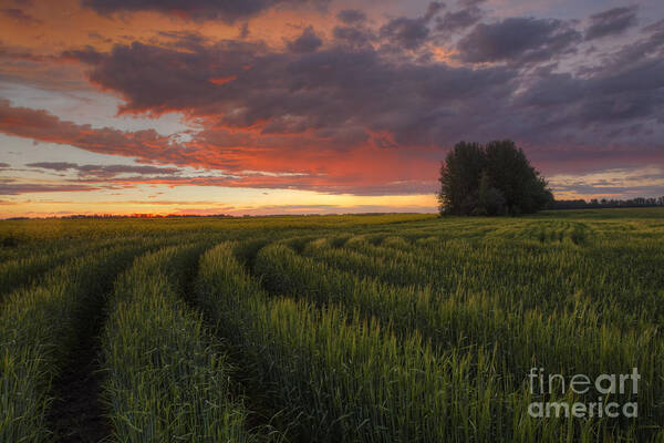 Wheat Art Print featuring the photograph Rows of Wheat by Dan Jurak