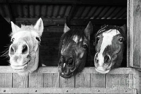 Funny horses by Delphimages Photo Creations