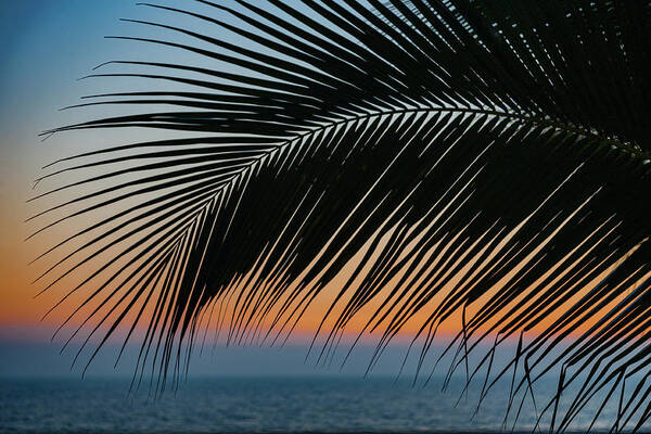 Palms Art Print featuring the photograph Sunset Palm #2 by Tommy Farnsworth