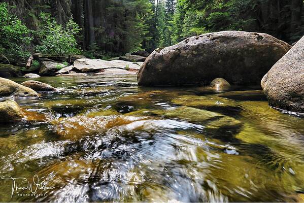 Cooling off in the Creek II by Than Widner Photography