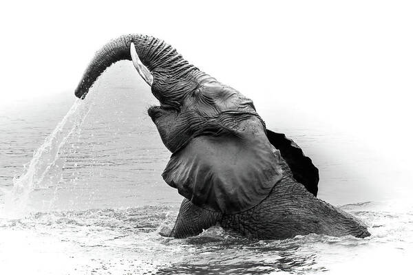 Animal Art Print featuring the photograph Elephant having a splash by Keith Carey