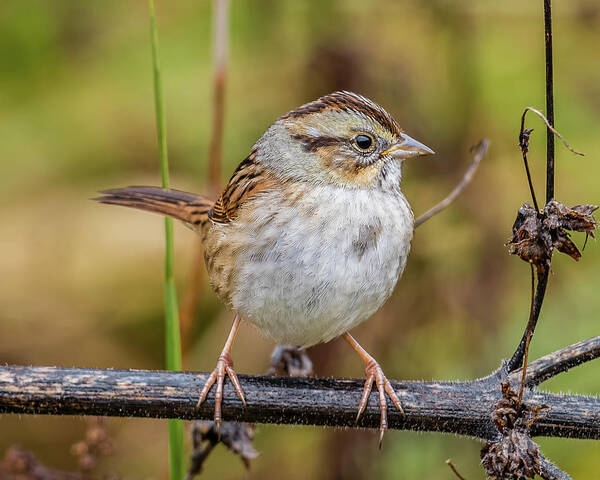 Swamp Sparrow by Morris Finkelstein