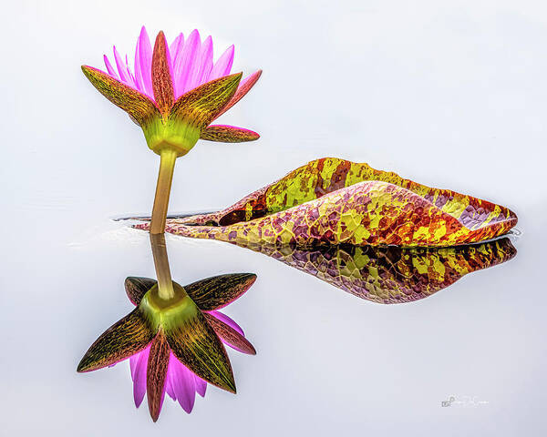 Flower Art Print featuring the photograph Lily Pad Reflection by Pam DeCamp