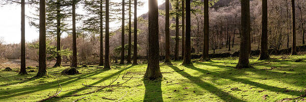 Panorama Art Print featuring the photograph Lake District Woodland by Sonny Ryse