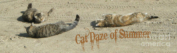 Feline Art Print featuring the photograph Cat Daze of Summer by Marianne NANA Betts