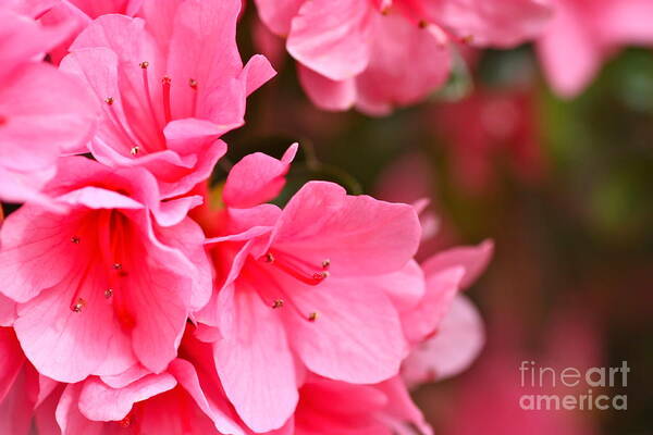 Cathy Dee Janes Art Print featuring the photograph Azalea Veil Study 1 by Cathy Dee Janes