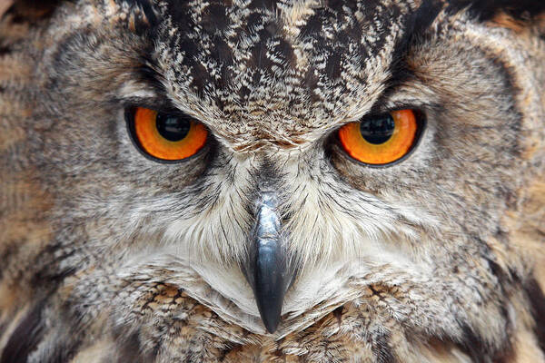 Great horned Owl by Pierre Leclerc Photography
