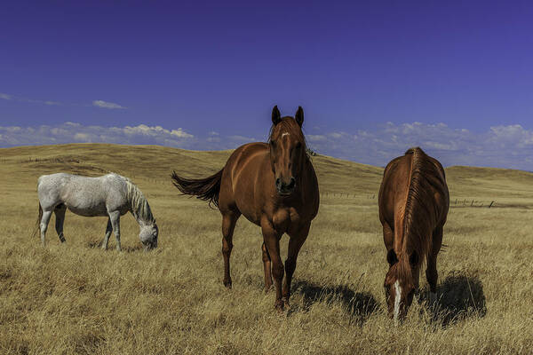 Animals Art Print featuring the photograph Horses by Don Hoekwater Photography