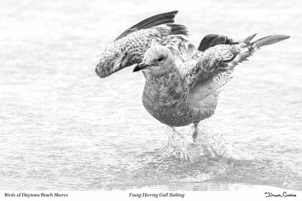 Dawn Currie Photography Art Print featuring the photograph Young Herring Gull Bathing-signed by Dawn Currie
