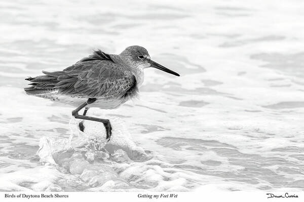Shorebirds Art Print featuring the photograph Getting my Feet Wet-signed by Dawn Currie