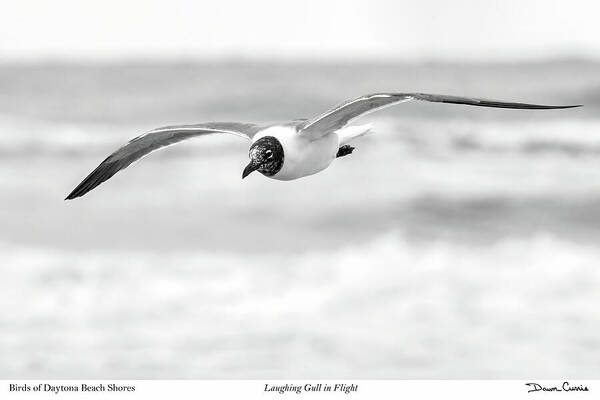 Laughing Gull Art Print featuring the photograph Laughing Gull in Flight-signed by Dawn Currie