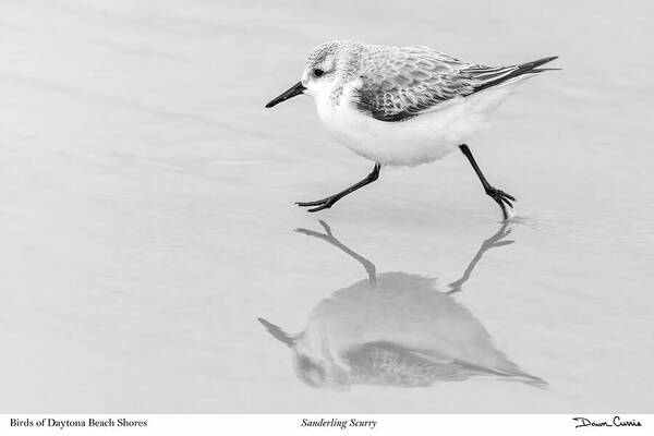 Dawn Currie Photography Art Print featuring the photograph Sanderling Scurry-signed by Dawn Currie