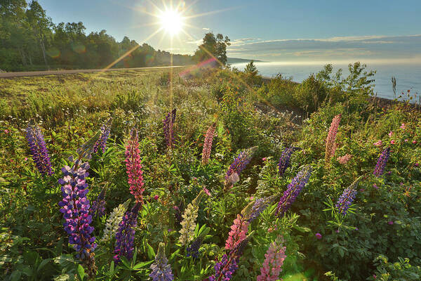 Superior Lupine by AJ Dahm