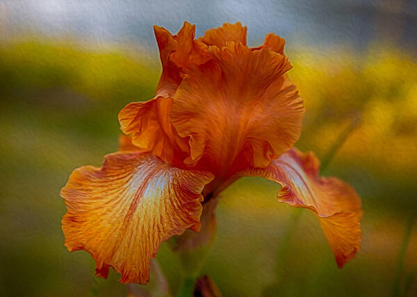 Vibrant Orange Iris Art Print featuring the painting Vibrant Orange Iris by Omaste Witkowski