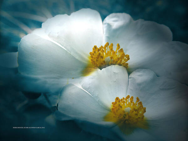 Flowers Art Fine Art Print featuring the photograph Dia Nublado by Alfonso Garcia