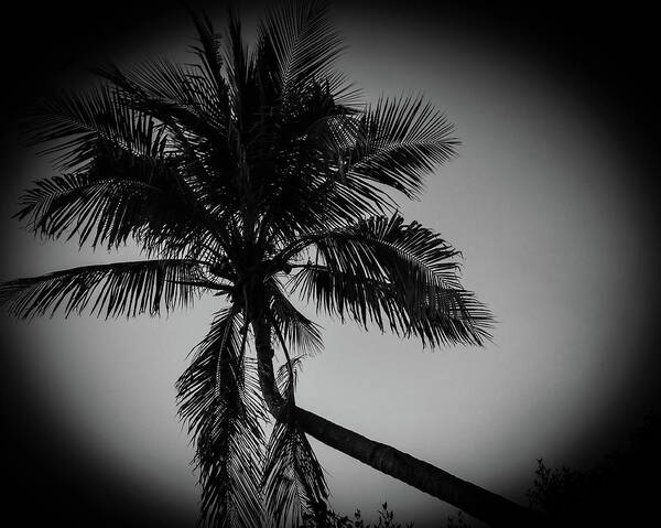 Palm Tree Art Print featuring the photograph Sanibel Palm Tree Vignette by Dan Podsobinski