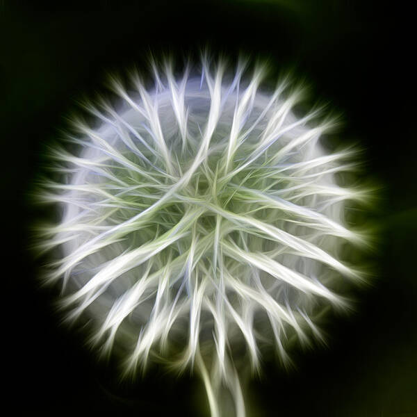 Abstract Art Print featuring the photograph Dandelion Abstract by Omaste Witkowski