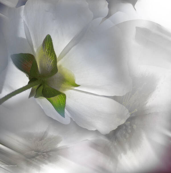 Floral Photography Art Print featuring the photograph Gris by Alfonso Garcia