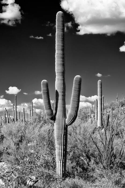 Black Arizona Series - Saguaro Cactus II by Philippe HUGONNARD