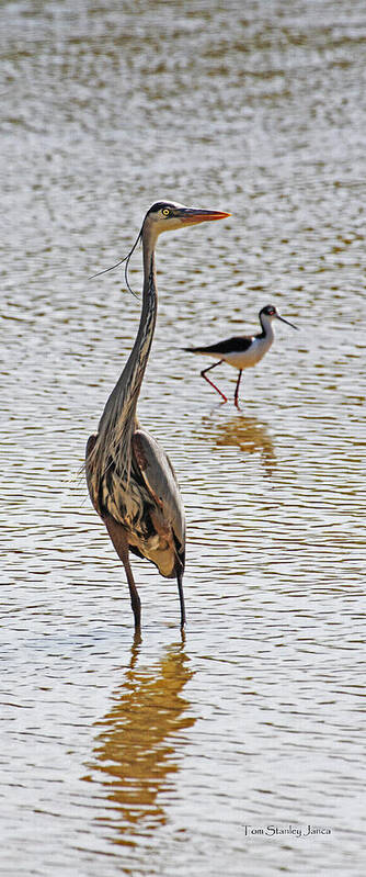 Blue Heron And Stilt Art Print featuring the photograph Blue Heron And Stilt #1 by Tom Janca