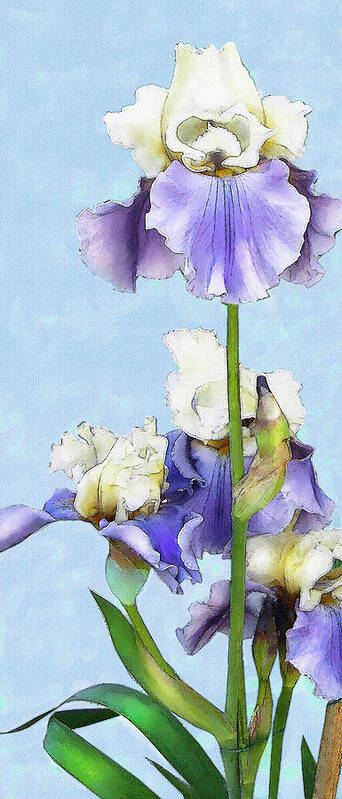 Jane Schnetlage Art Print featuring the digital art Blue And White Iris by Jane Schnetlage