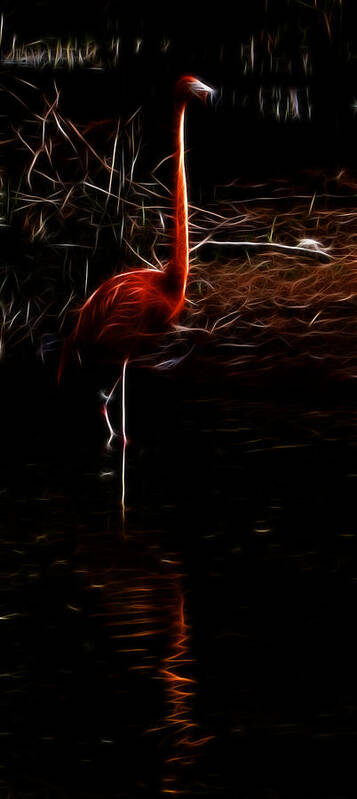 Fire Flamingo Art Print featuring the photograph Fire Flamingo by Weston Westmoreland