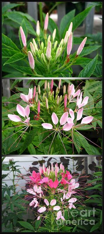 Bud To Bloom Art Print featuring the photograph From Bud to Bloom - Cleome named Pink Queen by J McCombie