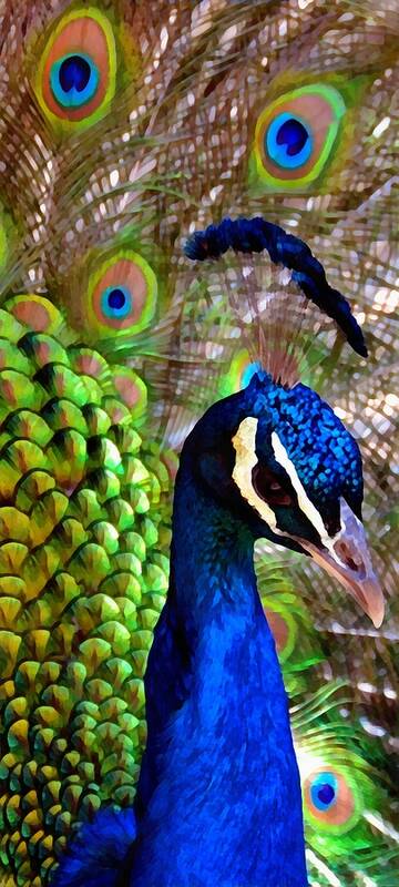 Peacock Art Print featuring the photograph Peacock Pride by Angelina Tamez