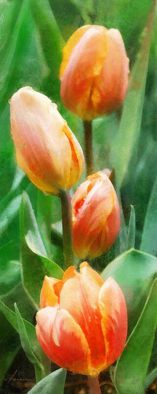 Tulips Spring Flower Bloom Bulb Bud Blooming Blossom Garden Bed Art Print featuring the digital art Tulip Quartet by Frances Miller