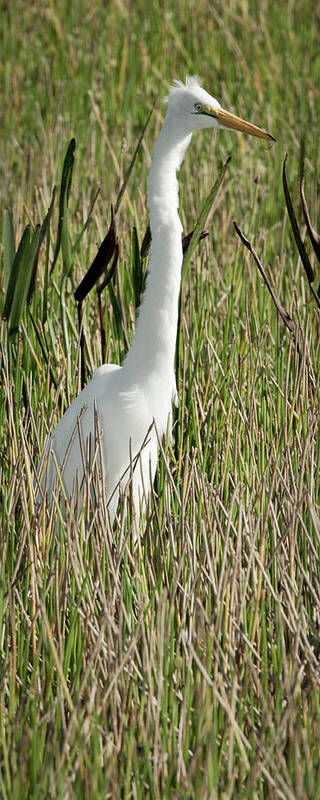 Great Art Print featuring the photograph Wading Great Egret by Patrick Lynch