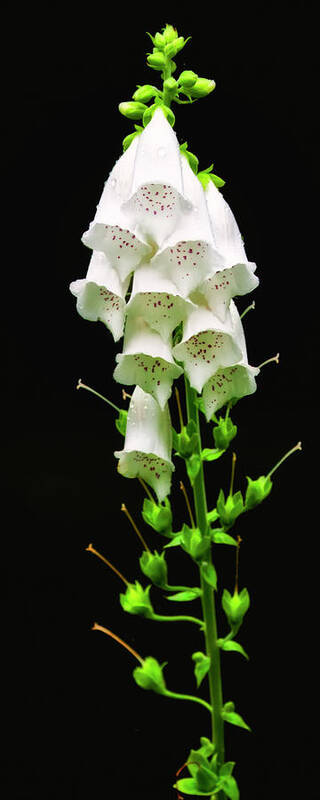 Wildflowers Art Print featuring the photograph White Foxglove by Albert Seger