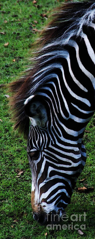Zebra Art Print featuring the photograph Uniquely Identifiable by Linda Shafer