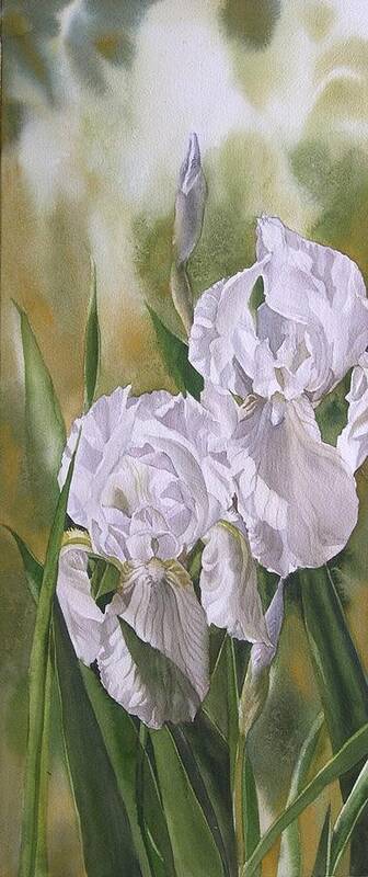Watercolour Art Print featuring the painting Double White Irises by Alfred Ng