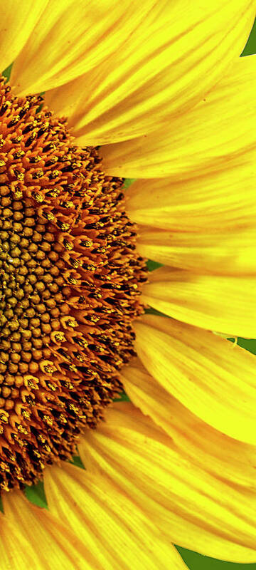 Sunflower Art Print featuring the photograph Narrow Vertical Sunflower Close-up by Bob Decker