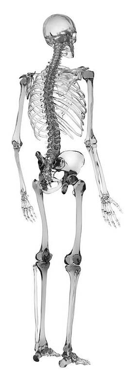 Human Body skeletal system #2 Digital Art by Erzebet S - Fine Art America