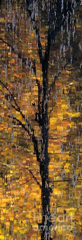 Abstract Art Print featuring the photograph Rain Tree A Photographic Abstraction by John Harmon