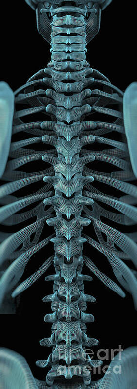 Biomedical Illustration Art Print featuring the photograph The Vertebral Column Wireframe by Science Picture Co