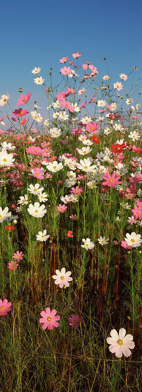 Photography Art Print featuring the photograph Mexican Asters Cosmos Bipinnatus by Panoramic Images