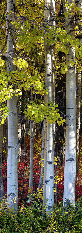 Fall Art Print featuring the photograph Alaska Aspen Trees in Autumn by Scott Slone