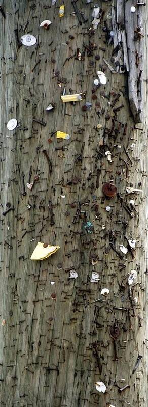 Natural Light Art Print featuring the photograph Utility Pole with nails staples and tacks by Valerie Collins