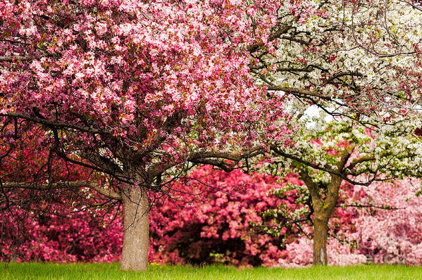 Apple Blossoms by Joe Mamer