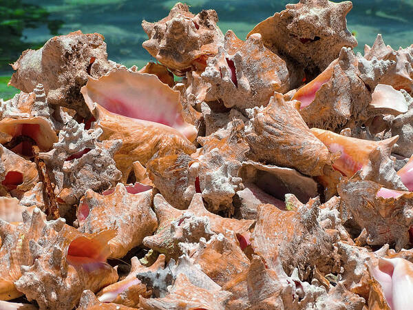 Conch Art Print featuring the photograph Beautiful Endless Conchs by Dan Podsobinski