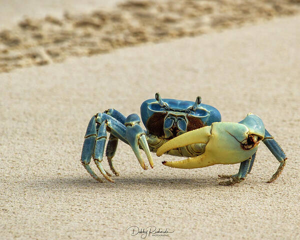 Blue Crab by Debby Richards