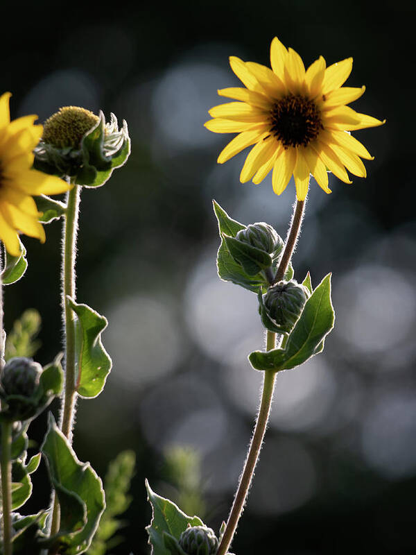 Summer Art Print featuring the photograph Sunflower Collection - right by Mark Berman