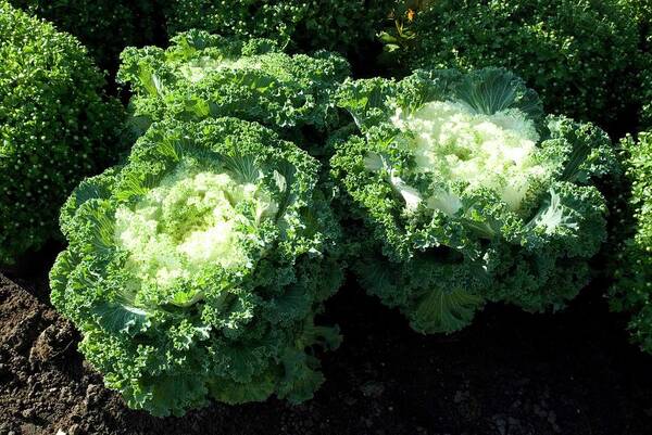 Cabbage Plant Art Print featuring the photograph Cabbage Plant by Ee Photography