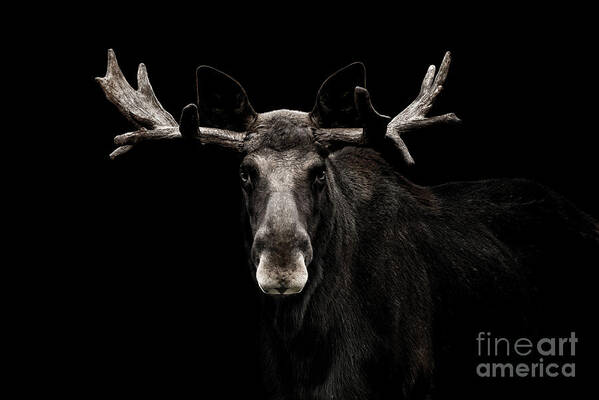 Low Key Moose Portrait by George Wheelhouse