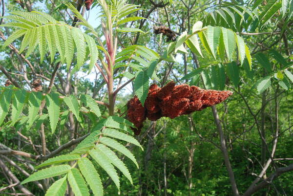 Staghorn Sumac Tree Art Print featuring the photograph The Staghorn Sumac Tree by Ee Photography