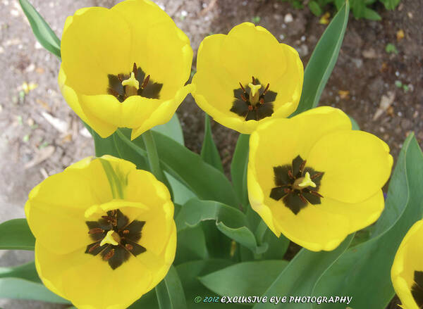 Yellow Tulips Art Print featuring the photograph Yellow Tulips by Ee Photography